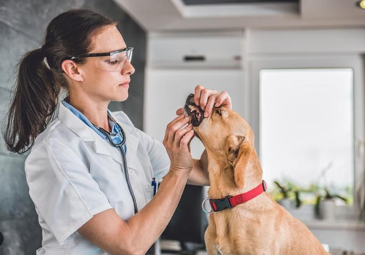 O que você deve fazer se seu animal de estimação beber água que contém bombas de banho